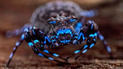 Aranha brilhante encontrada na África