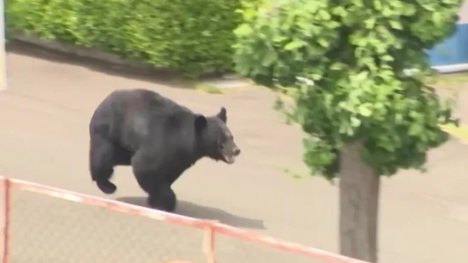 Urso