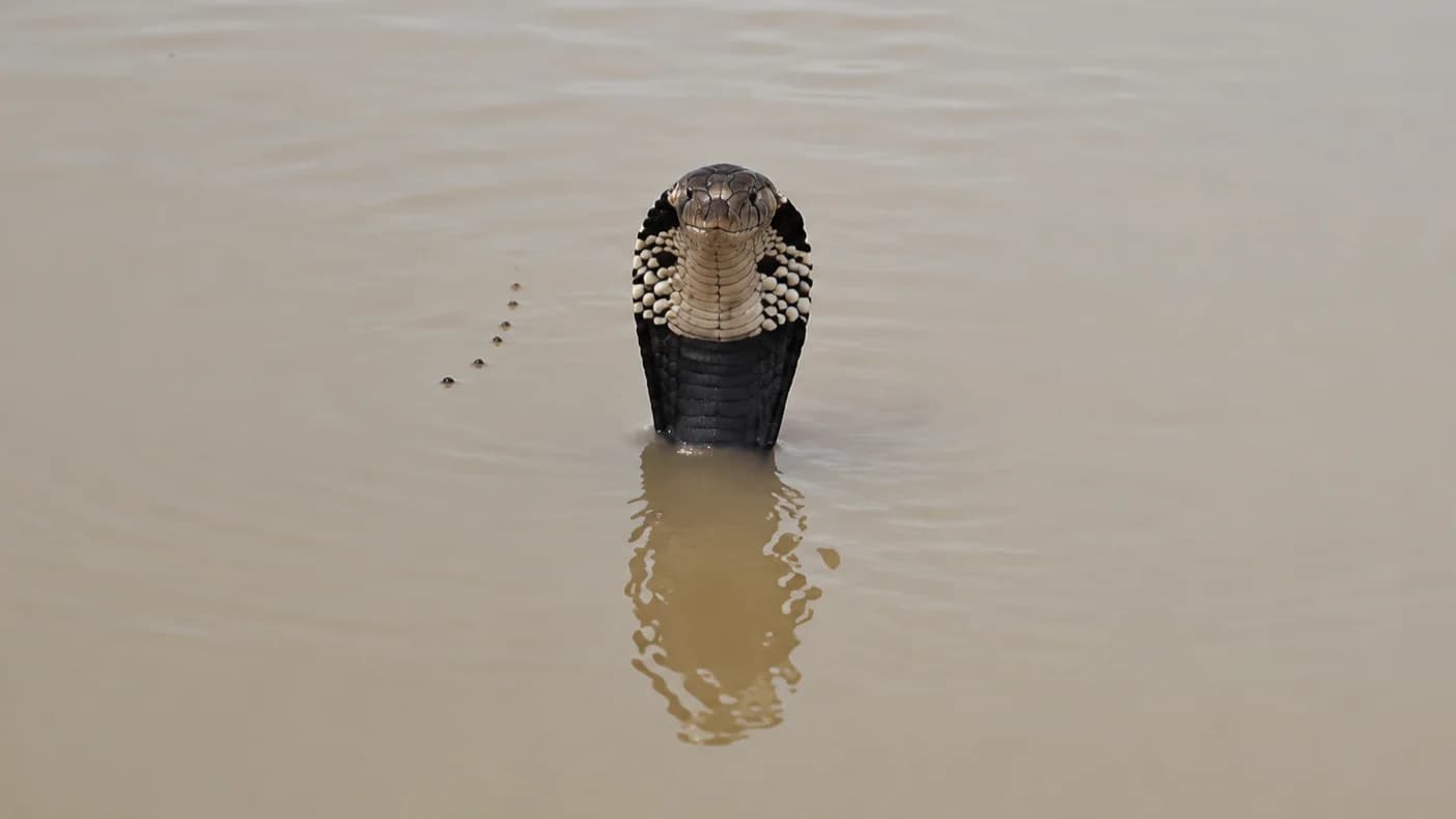 Mais de 900 cobras invadem as ruas da China após tufão