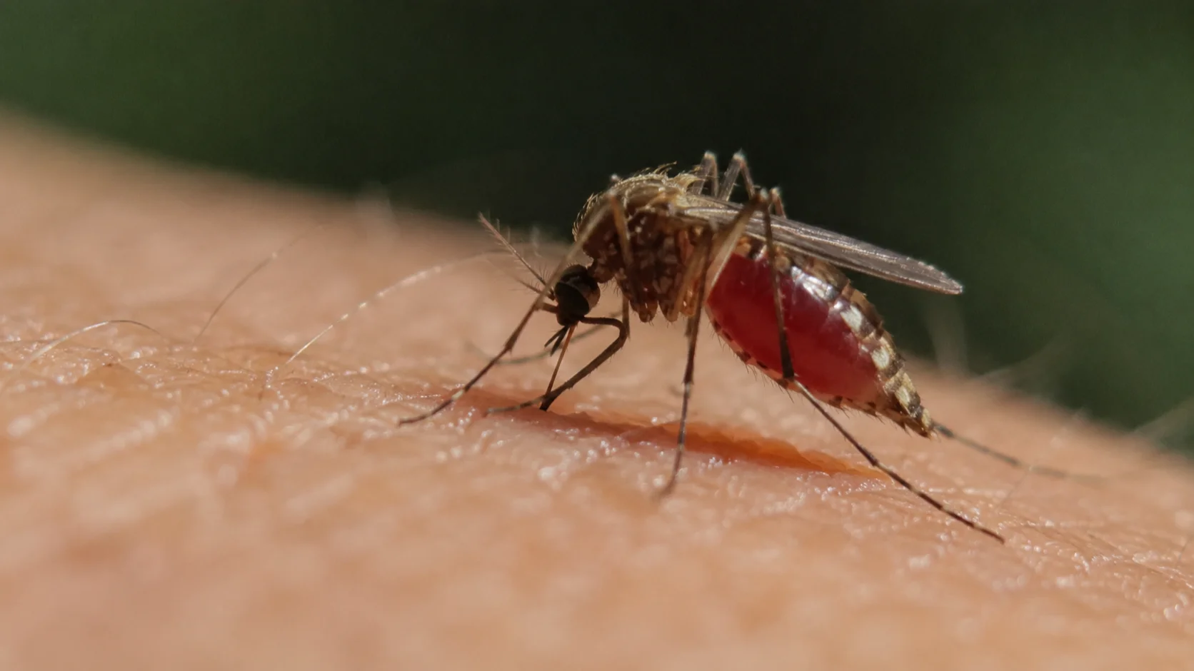 Estátua de mosquito: parlamentar que homenagear inseto que matou ditador
