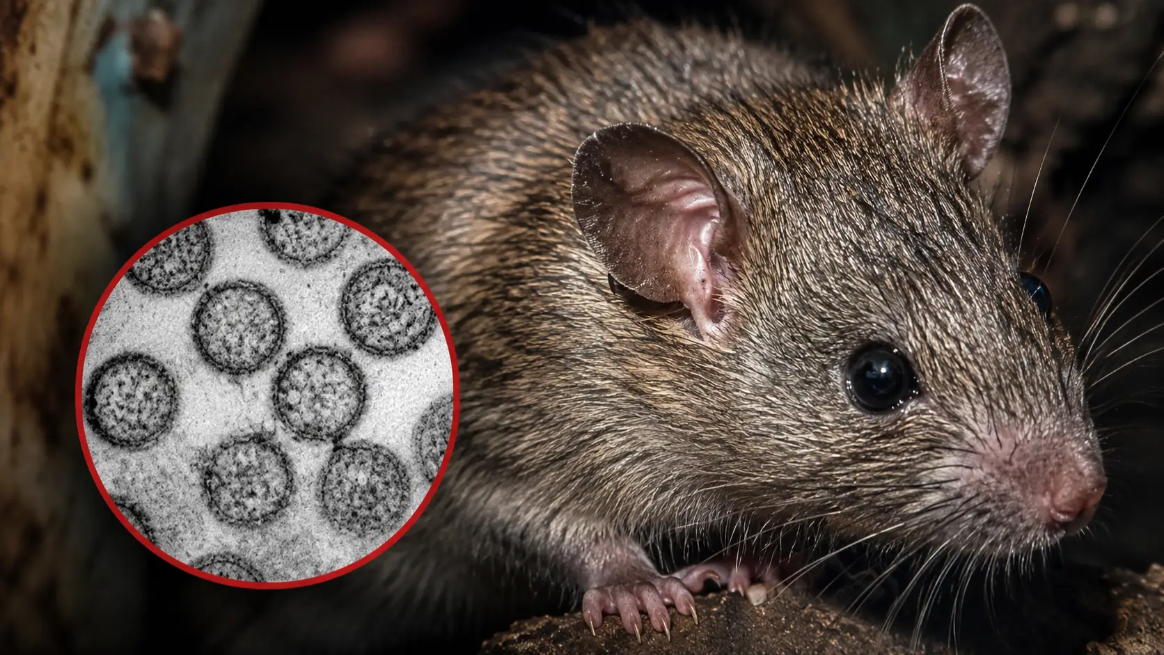 Rato em close-up com ilustração microscópica de vírus, em imagem sobre risco de transmissão do hantavírus por roedores.