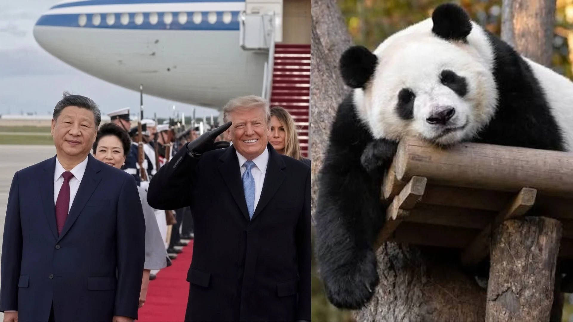 Diplomacia dos Pandas: Xi Jinping anuncia que vai levar animais para os EUA