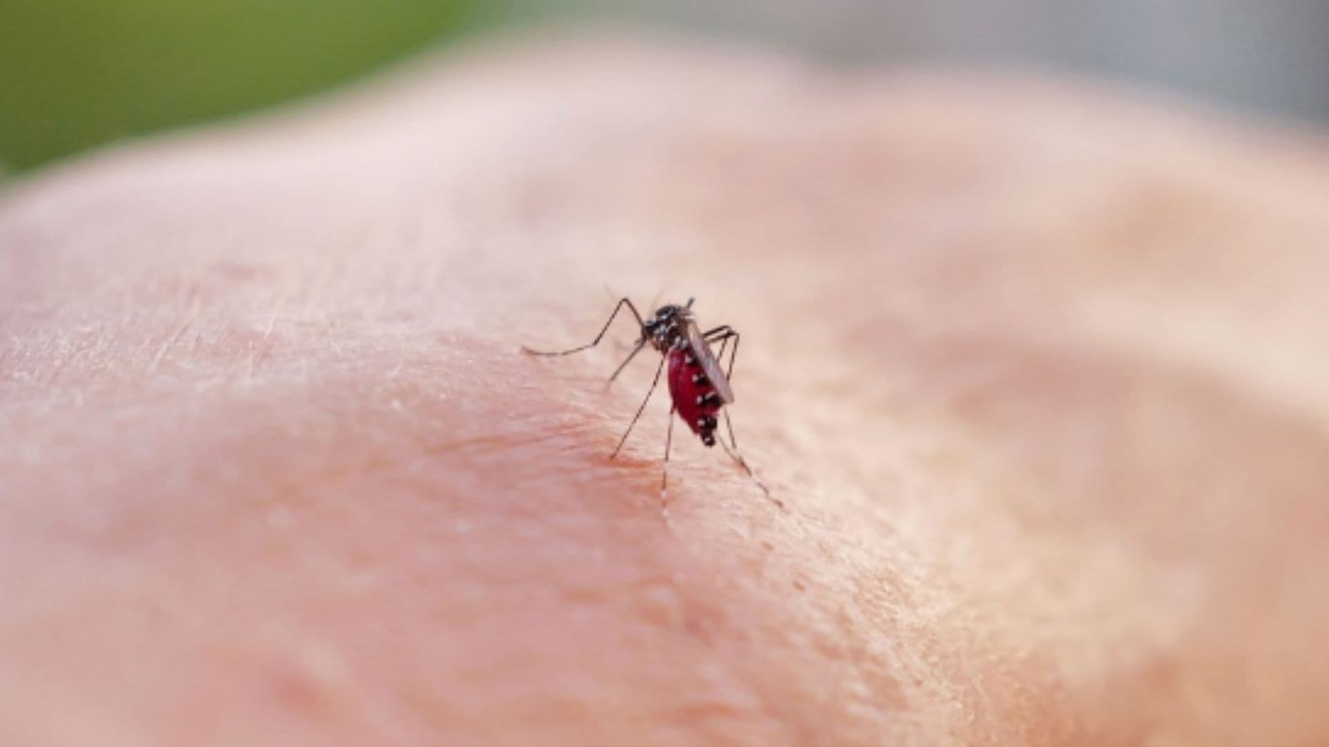 Um mosquito da espécie Aedes Aegypt aparece sobre a pele de uma pessoa