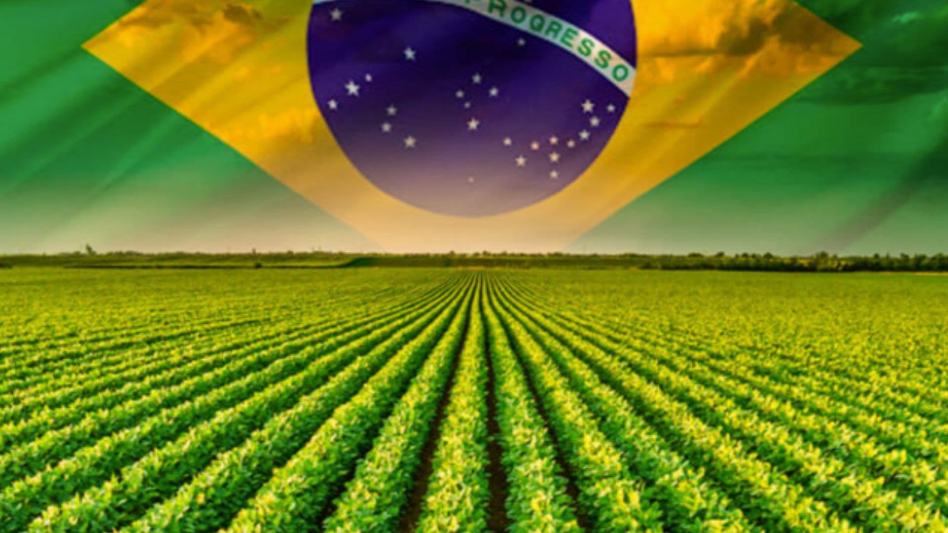 Plantação aparece com bandeira do Brasil acima