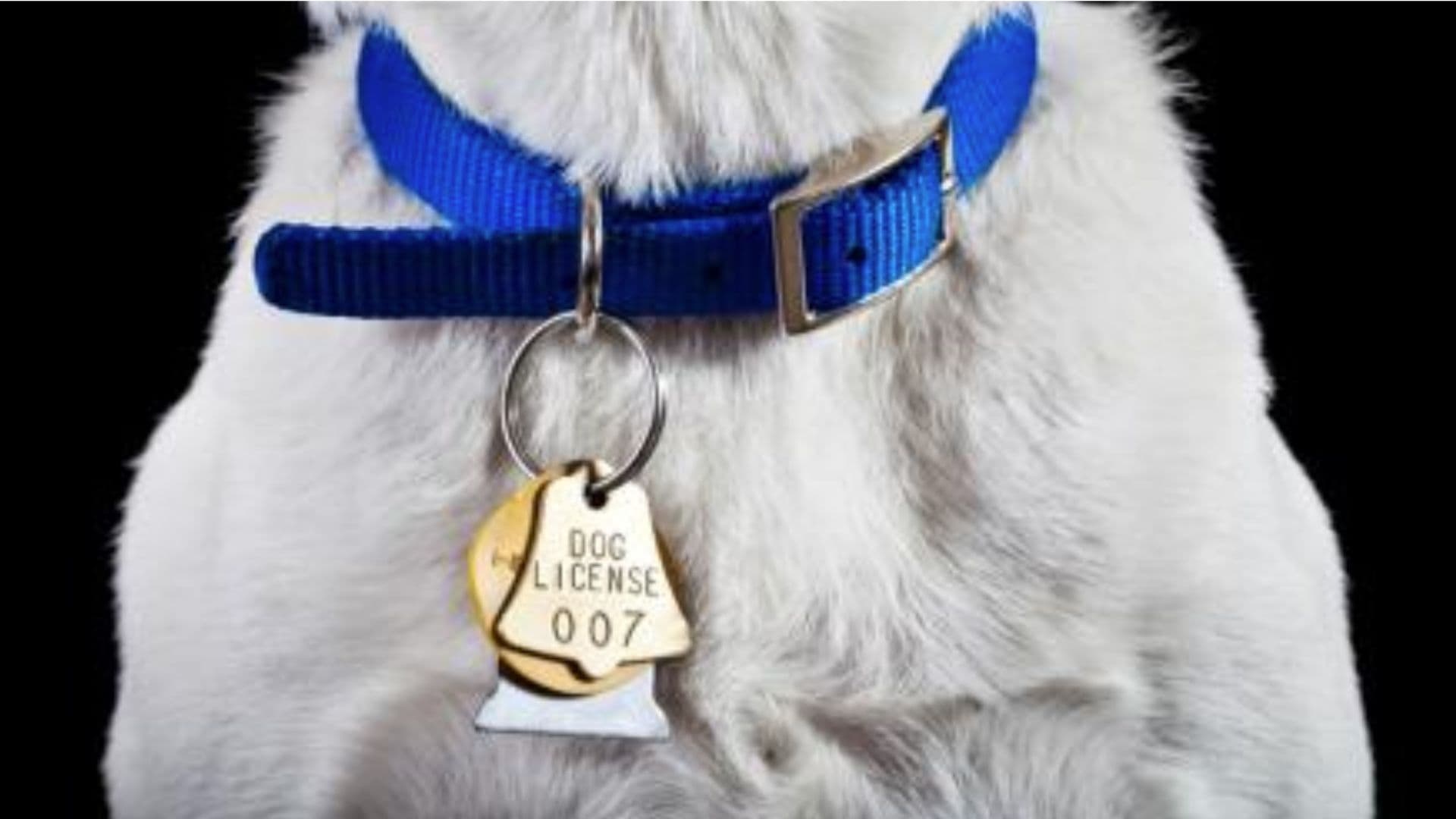 Cão com sua placa de licença. Imposto Canino: cachorro na Alemanha paga taxa