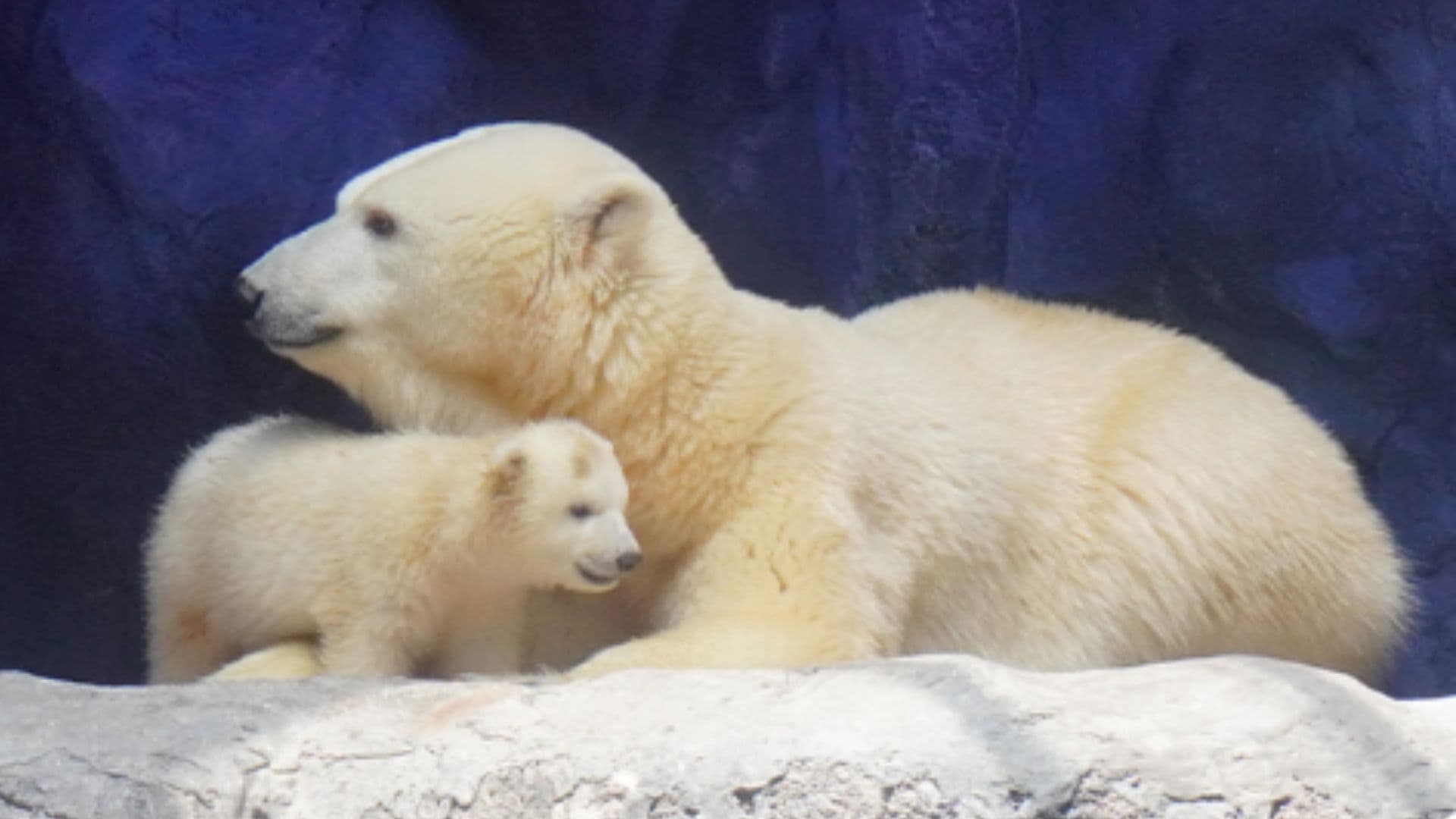 Aurora, urso polar fêmea, com Nur, seu filhote. Ambos nasceram no Aquário de São Paulo.
