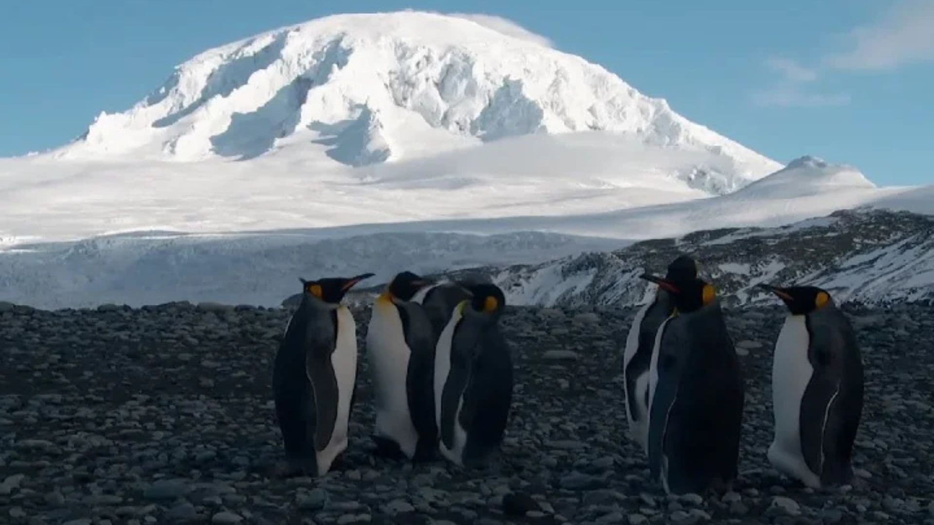 Pinguins das ilhas Heard e McDonald, territórios inabitados foram alvo de taxas de Trump.