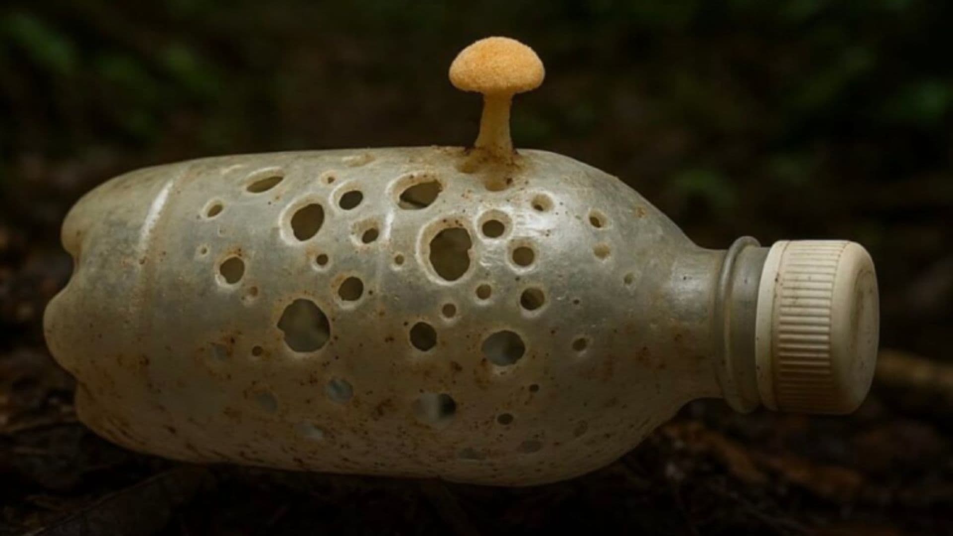 O fungo Pestalotiopsis microspora consome plástico e o usa como energia
