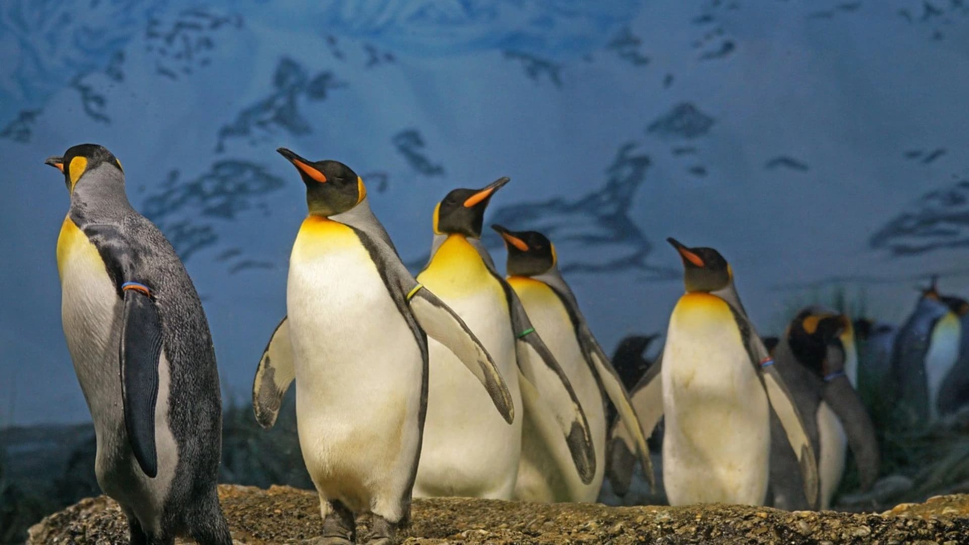 Pinguins