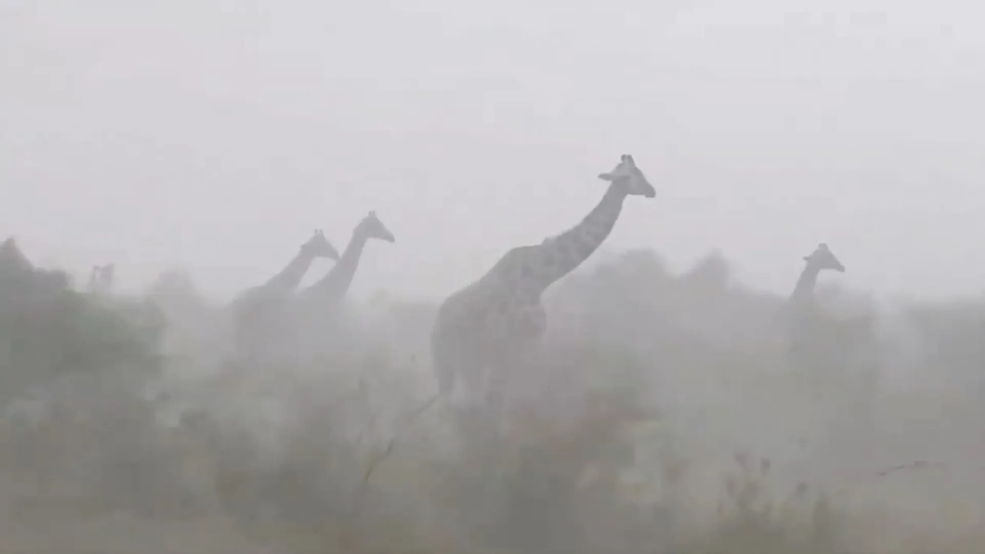 Girafas na chuva