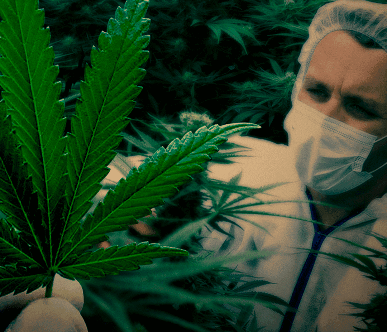 Os Oito Mitos da Legalização da Maconha