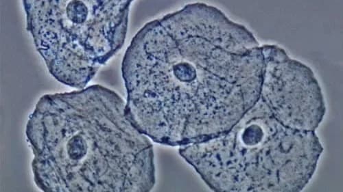 Cientistas fazem descoberta sobre origem da vida: ancestral universal pode ter surgido antes do que se imaginava